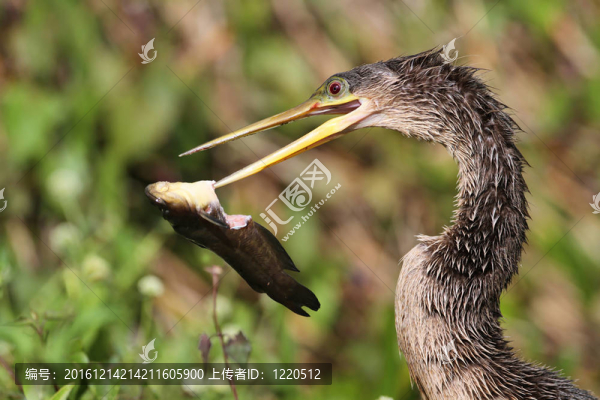 雌性美洲蛇鳥與FIS
