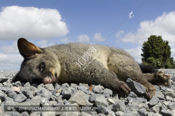 野生動物和動物，負鼠