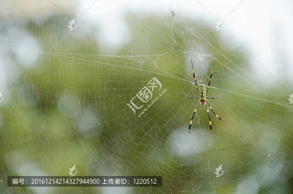 蜘蛛；Nephila,clavata