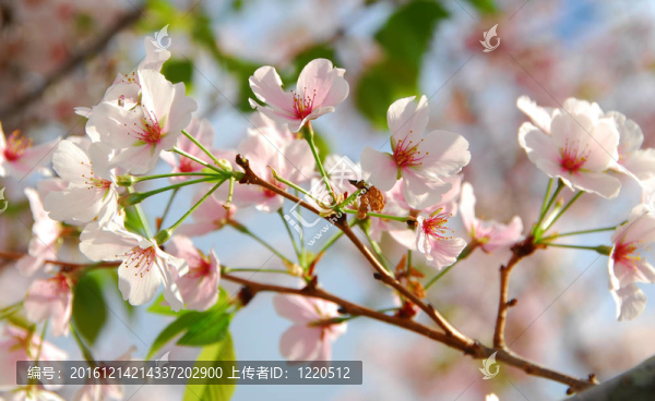 櫻花樹