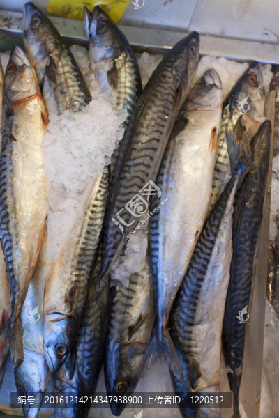 新鮮魚類。
