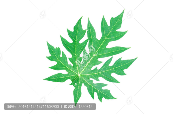 帶道番木瓜葉。
