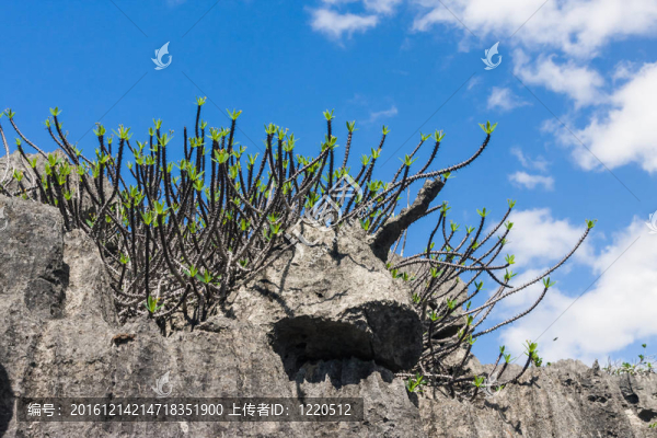 Tsingy,of,Ankarana