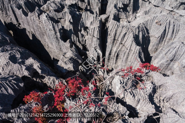 Tsingy,of,Ankarana