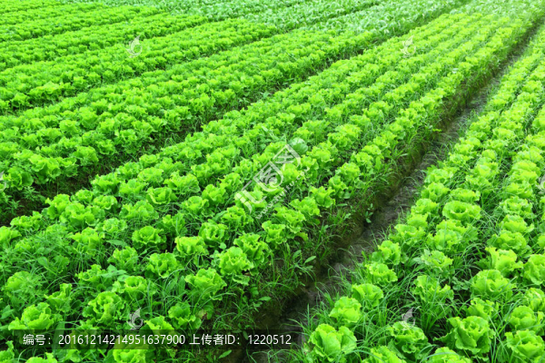 剛種植的生菜