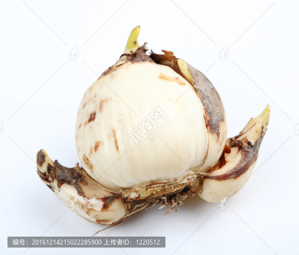 水仙鱗莖