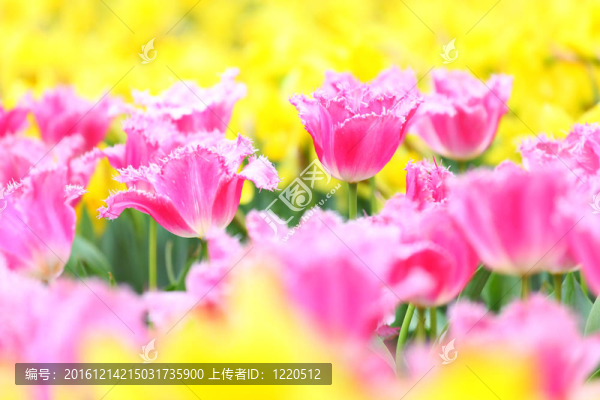 郁金香在花田