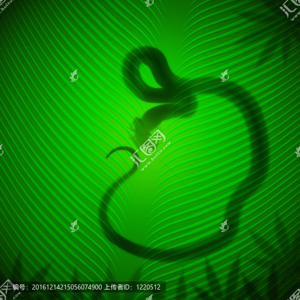 熱帶陽(yáng)光下，蛇在香蕉葉上捕捉青蛙的影子