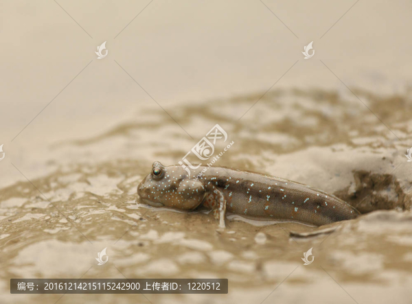 彈涂魚(yú)