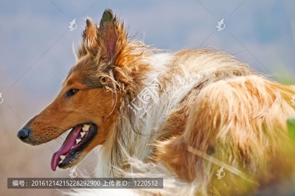 美國純種的牧羊犬