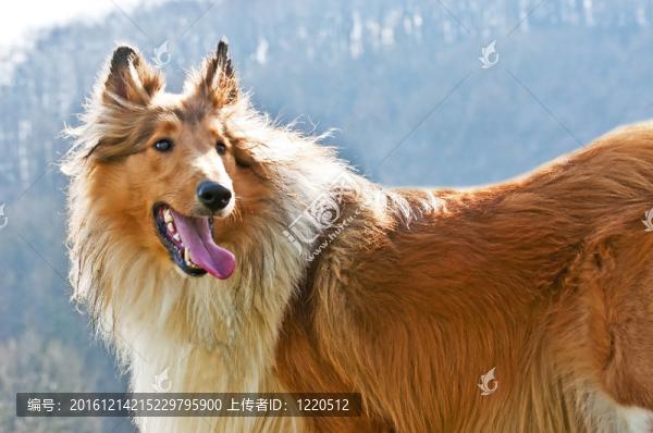 美國(guó)純種的牧羊犬