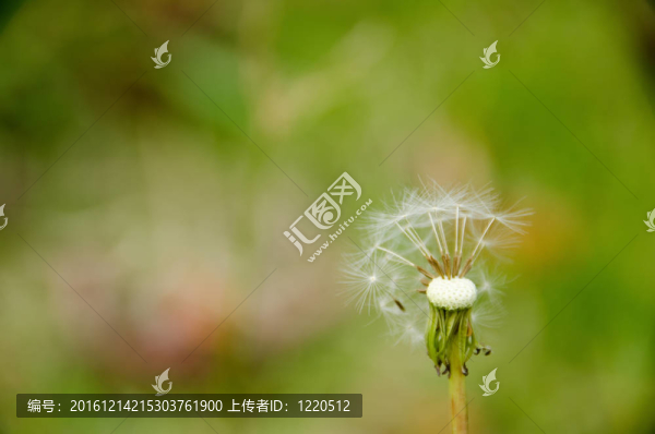 吹蒲公英的頭