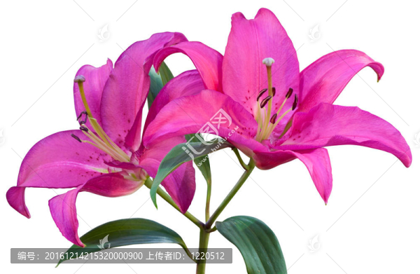 漂亮的粉色百合