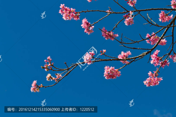 粉紅色背景上的春天櫻花
