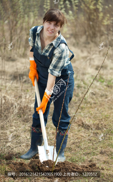女性農(nóng)民種植的灌木