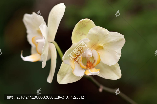 白蘭花