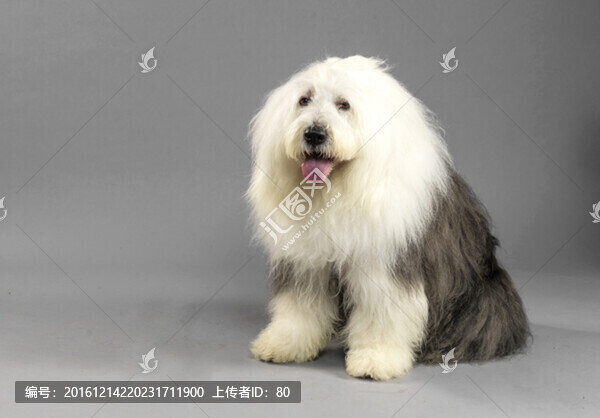 古代英國牧羊犬