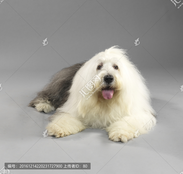 古代英國(guó)牧羊犬