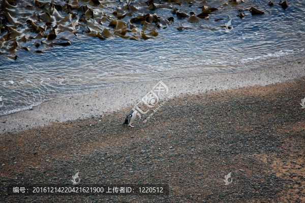 黃眼企鵝（黃眼企鵝）