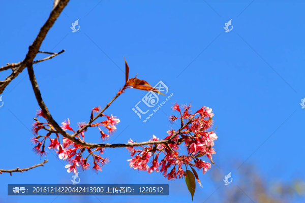 Bouquet,sakura與背景