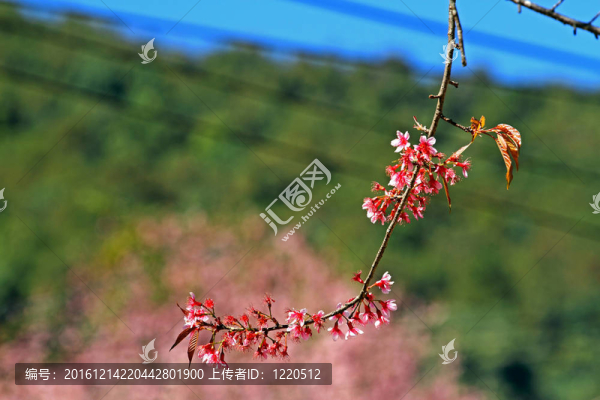 櫻花花束粉