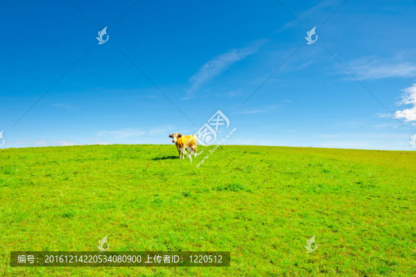 孤獨(dú)的牛
