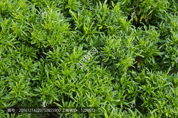 近距離綠化植物