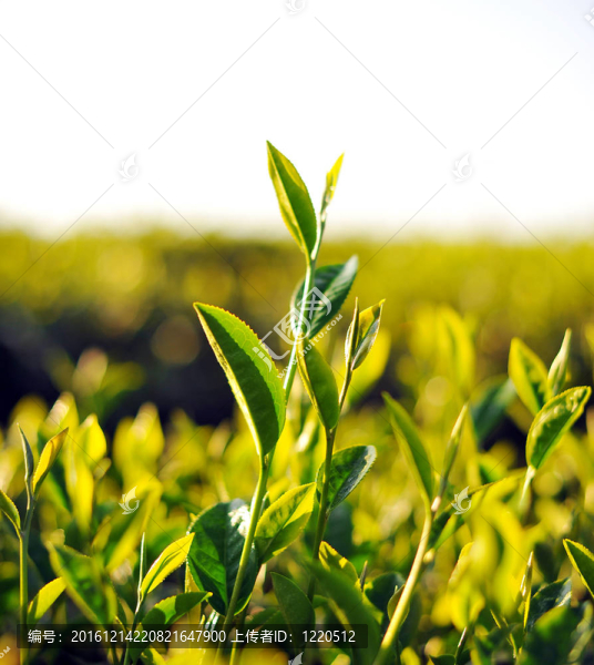 茶樹鮮葉