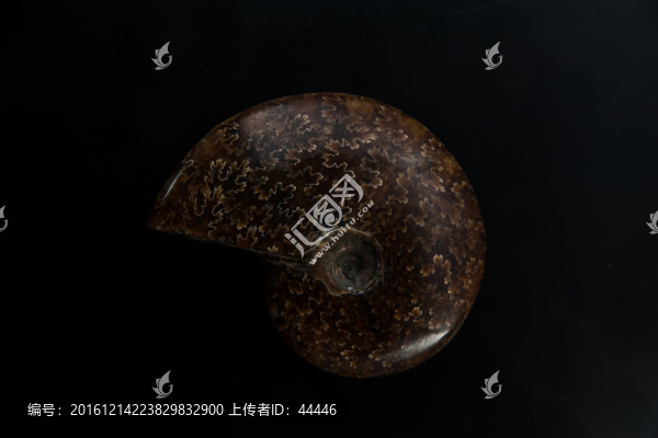 菊石化石