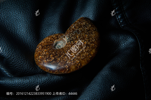 菊石化石