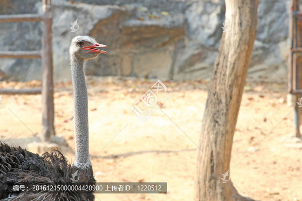 鴕鳥