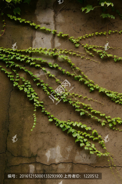 明亮的黃色攀緣植物
