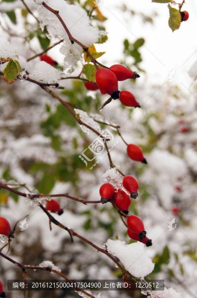 紅色的繡球花在雪中