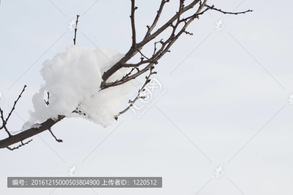 在樹枝上的雪