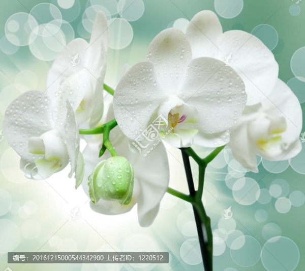 蘭花花的特寫