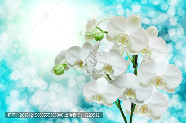 蘭花花的特寫