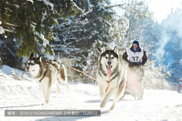 冬天的雪橇犬和哈士奇狗拉雪橇的人
