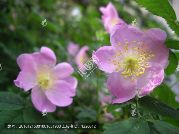 狗薔薇