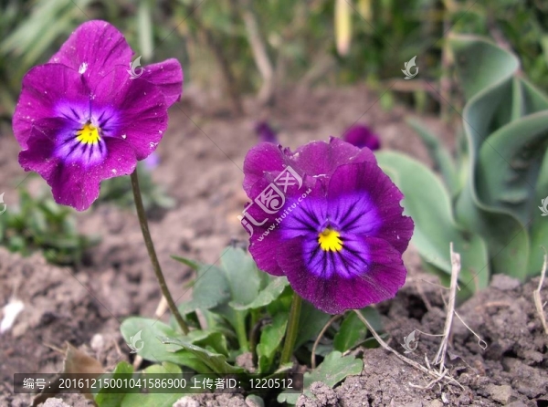 關(guān)閉的Viola,tricolor,flower