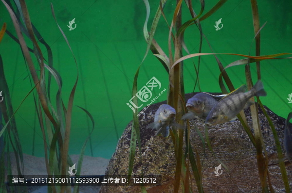 魚在水族館