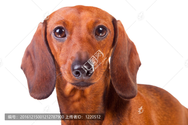 臘腸犬在孤立的白色