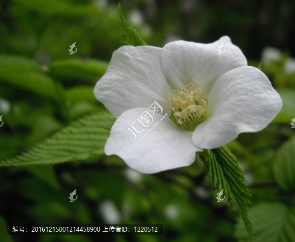 茉莉花