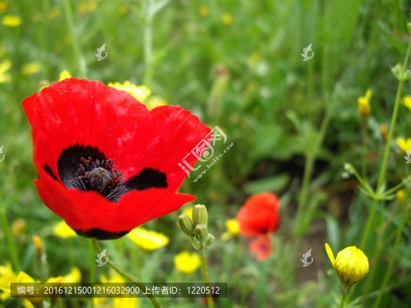 田野里的紅罌粟花