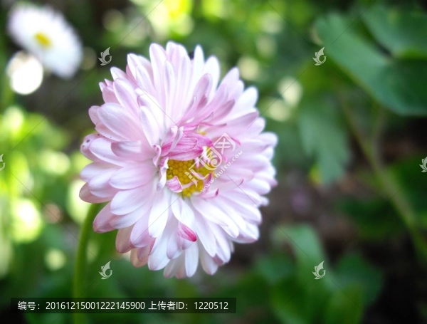 花園花特寫
