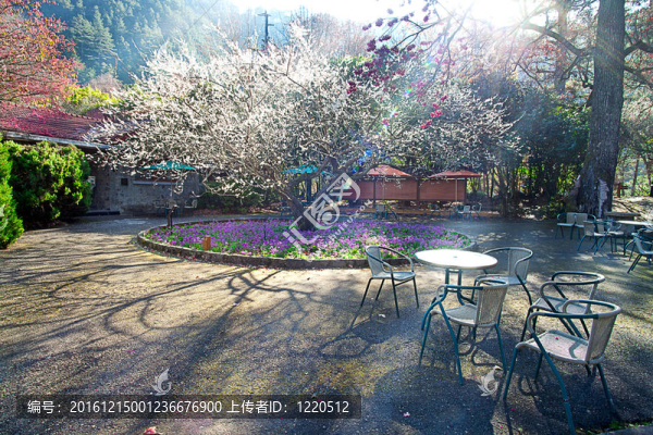 梅花開枝