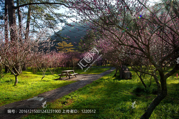 梅花開枝