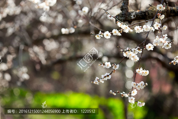 梅花開枝