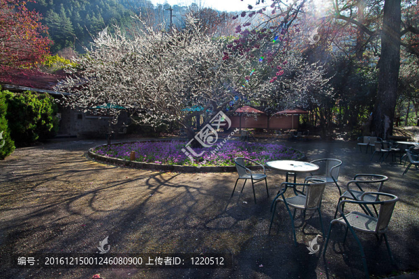 粉紅花開(kāi)樹(shù)枝