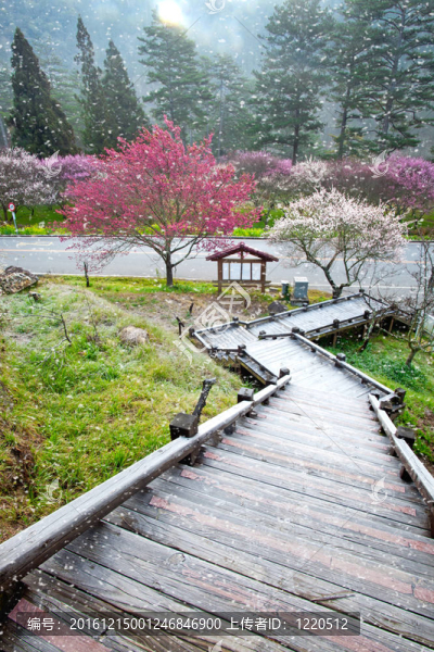 粉紅花開樹枝