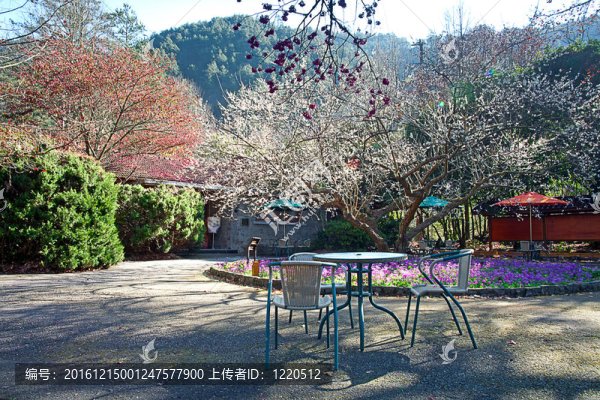 粉紅花開(kāi)樹(shù)枝